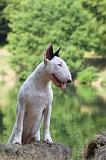 BULL TERRIER 005